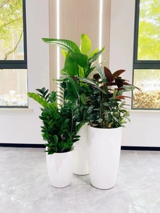 价格超实惠的花木租摆，就在宁波余姚！